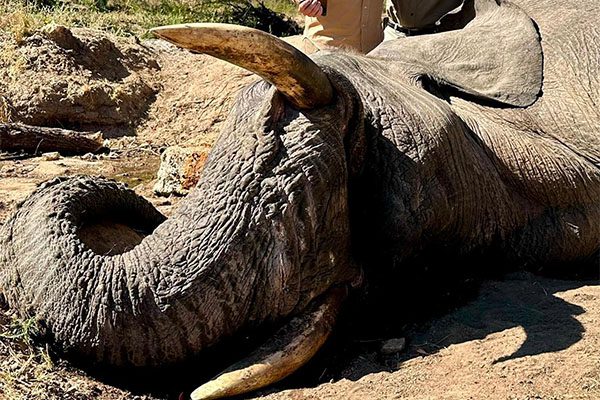 mountrackers_caza_rececho_0002_Elefante2