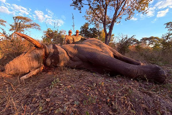 mountrackers_caza_rececho_0003_Elefante1